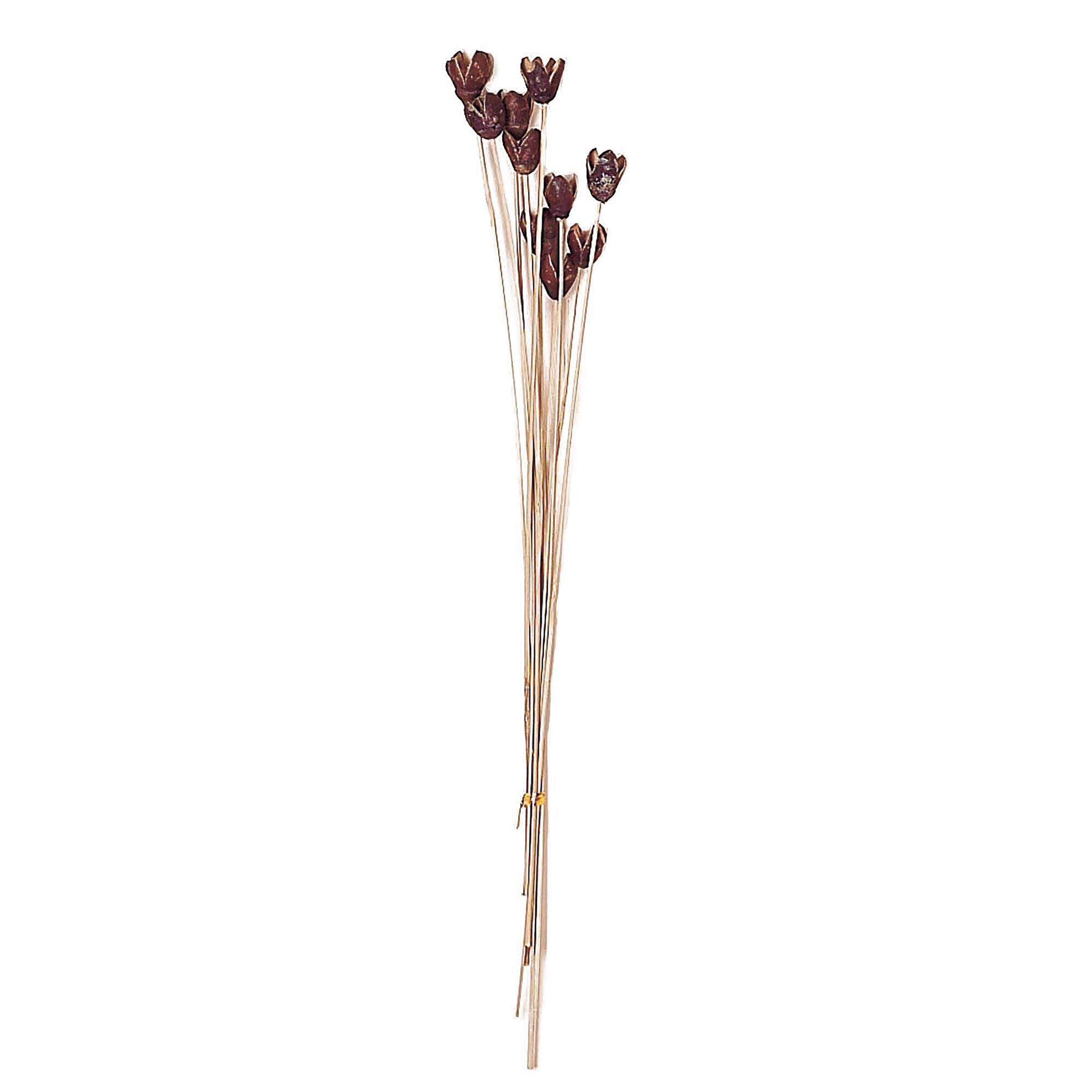 16" Natural Botanical Bakuli Pod Bunch, 4ct.